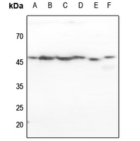 Rabbit anti-p47 Phox Polyclonal Antibody