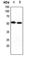 Rabbit anti-CXADR Polyclonal Antibody