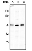 Rabbit anti-BGT-1 Polyclonal Antibody