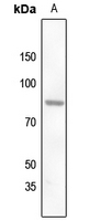 Rabbit anti-ZNF225 Polyclonal Antibody