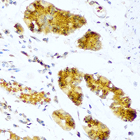 Rabbit anti-Pepsin A Polyclonal Antibody