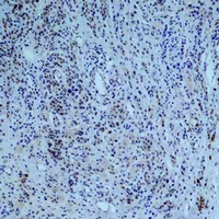 Mouse anti-Collagen 3α1 Monoclonal Antibody