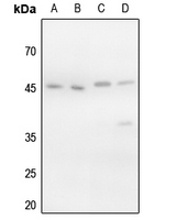 Rabbit anti-Phospho-VASP(Ser157) Polyclonal Antibody