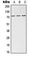 Rabbit anti-NDC80 Polyclonal Antibody