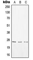 Rabbit anti-CD8a Polyclonal Antibody