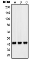 Rabbit anti-PEX14 Polyclonal Antibody