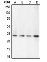 Rabbit anti-Caspase 7 Polyclonal Antibody