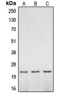 Rabbit anti-Caspase 2 p18 Polyclonal Antibody