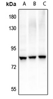 Rabbit anti-Phospho-RRN3(Ser649) Polyclonal Antibody