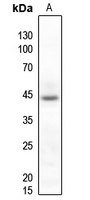Rabbit anti-p38 Polyclonal Antibody