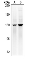 Rabbit anti-MYPT1(pT853) Polyclonal Antibody