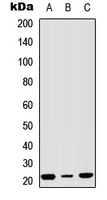 Rabbit anti-NSG1 Polyclonal Antibody