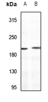 Rabbit anti-Sugen Kinase 269 Polyclonal Antibody