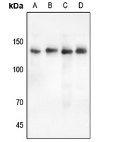 Rabbit anti-PLC γ2 Polyclonal Antibody