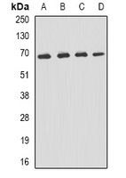 Rabbit anti-p62 Polyclonal Antibody