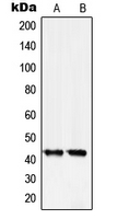 Rabbit anti-Serpin B5 Polyclonal Antibody