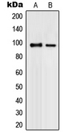 Rabbit anti-PML Polyclonal Antibody