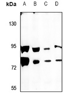 Rabbit anti-SCML2 Polyclonal Antibody