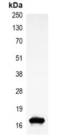 Mouse anti-Histone H3 Monoclonal Antibody