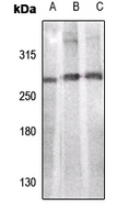 Rabbit anti-ACC α Polyclonal Antibody