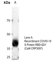 Rabbit anti-COVID-19 Spike Glycoprotein Polyclonal Antibody