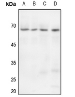 Rabbit anti-Paxillin Polyclonal Antibody