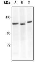 Rabbit anti-CD29 Polyclonal Antibody