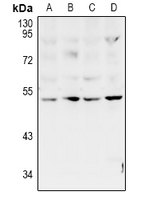 Rabbit anti-ZAC Polyclonal Antibody