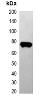 Mouse anti-EBFP-Tag Monoclonal Antibody