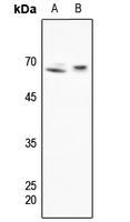 Rabbit anti-SHPTP1 Polyclonal Antibody