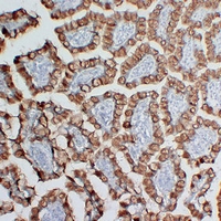 Mouse anti-MUC2 Monoclonal Antibody