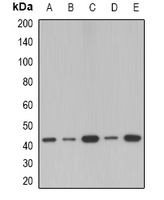 Rabbit anti-SerpinB1 Polyclonal Antibody