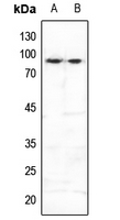 Rabbit anti-Phospho-FOXO3(pS253) Polyclonal Antibody