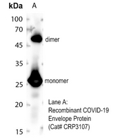 Rabbit anti-COVID-19 Envelope Protein Polyclonal Antibody