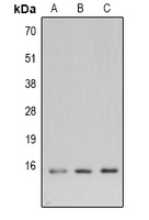 Rabbit anti-LC3B Polyclonal Antibody