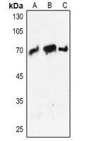 Rabbit anti-PCK1 Polyclonal Antibody
