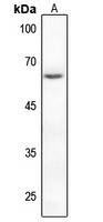 Rabbit anti-Phospho-PAK2(Ser20) Polyclonal Antibody