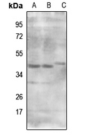 Rabbit anti-MRPS9 Polyclonal Antibody
