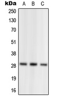Rabbit anti-NRL Polyclonal Antibody