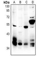 Rabbit anti-MCH Receptor 1 Polyclonal Antibody