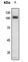Rabbit anti-Phospho-NF-kappaB p105(Ser907) Polyclonal Antibody