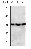 Rabbit anti-PPT Polyclonal Antibody