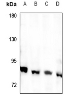 Rabbit anti-RFWD3 Polyclonal Antibody