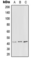Rabbit anti-PEX3 Polyclonal Antibody
