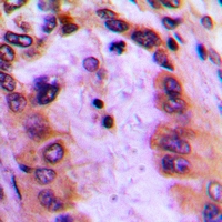 Rabbit anti-GBP4 Polyclonal Antibody