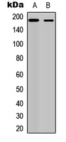 Rabbit anti-HER4 Polyclonal Antibody