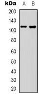 Rabbit anti-Collagen 19α1 Polyclonal Antibody