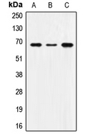 Rabbit anti-SNX1 Polyclonal Antibody