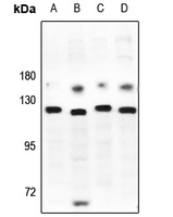 Rabbit anti-JIK Polyclonal Antibody