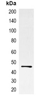 Mouse anti-EBFP-Tag Monoclonal Antibody